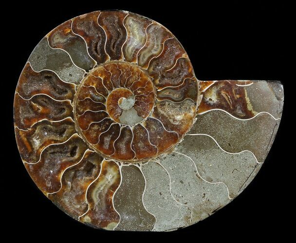 Cut Ammonite Fossil (Half) - Agatized #54354